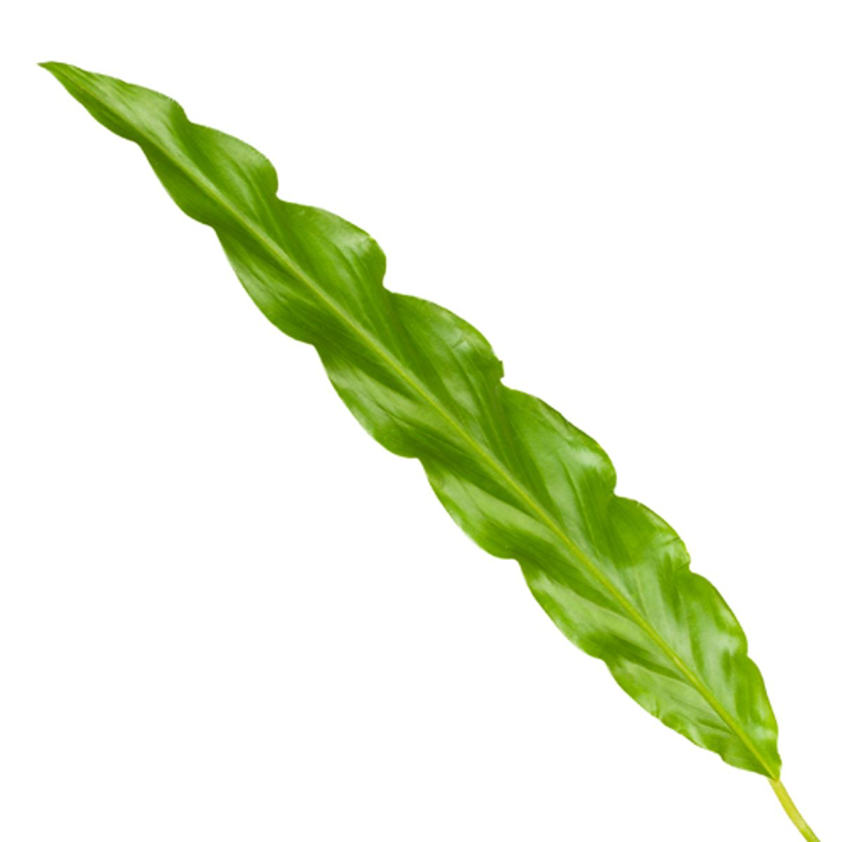 Calathea Bluegrass Ø 35cm - ø12