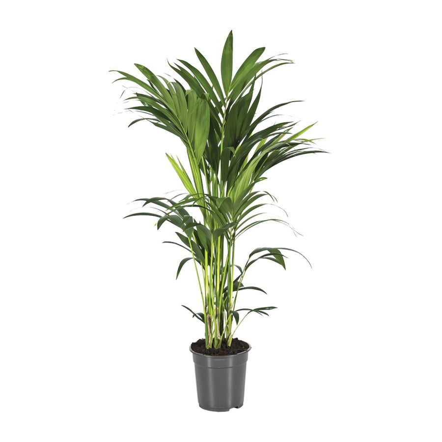 Kentiapalm (Howea forsteriana) 80 cm hoog, pot ø21 cm