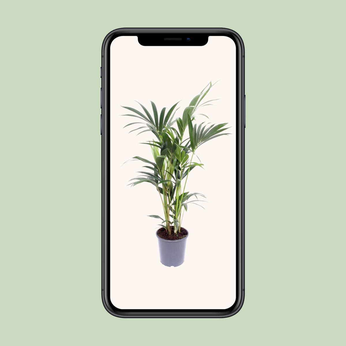 Kentiapalm (Howea forsteriana)