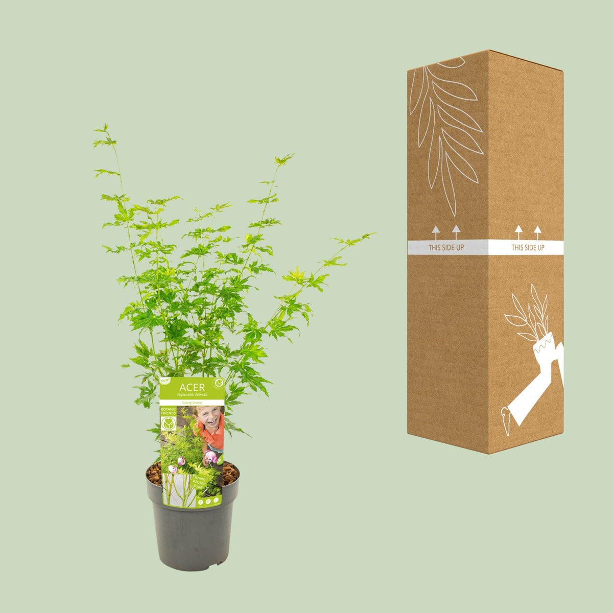 Érable japonais 'Going Green' 50 cm de haut, pot ø19 cm