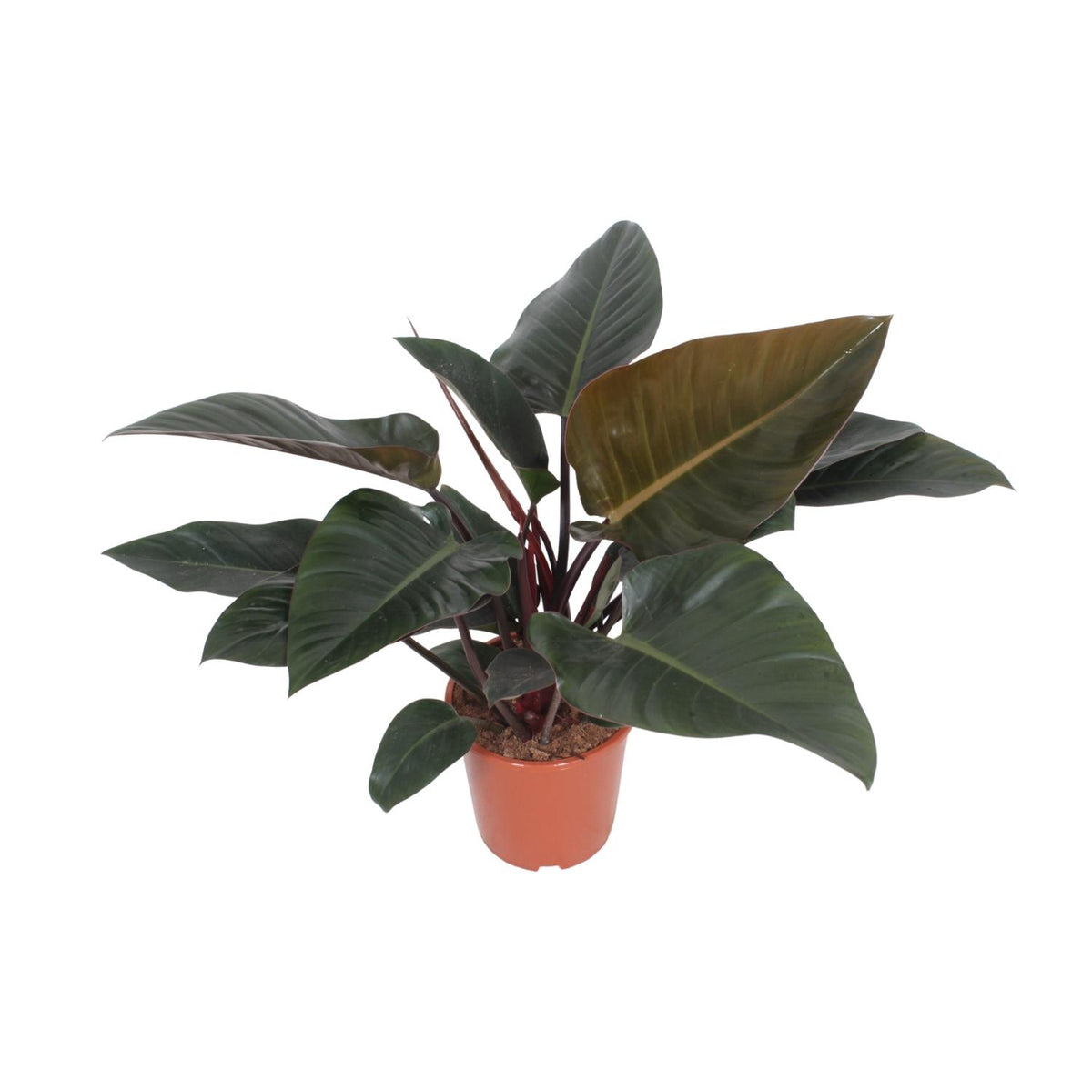 Philodendron 'Congo Red'