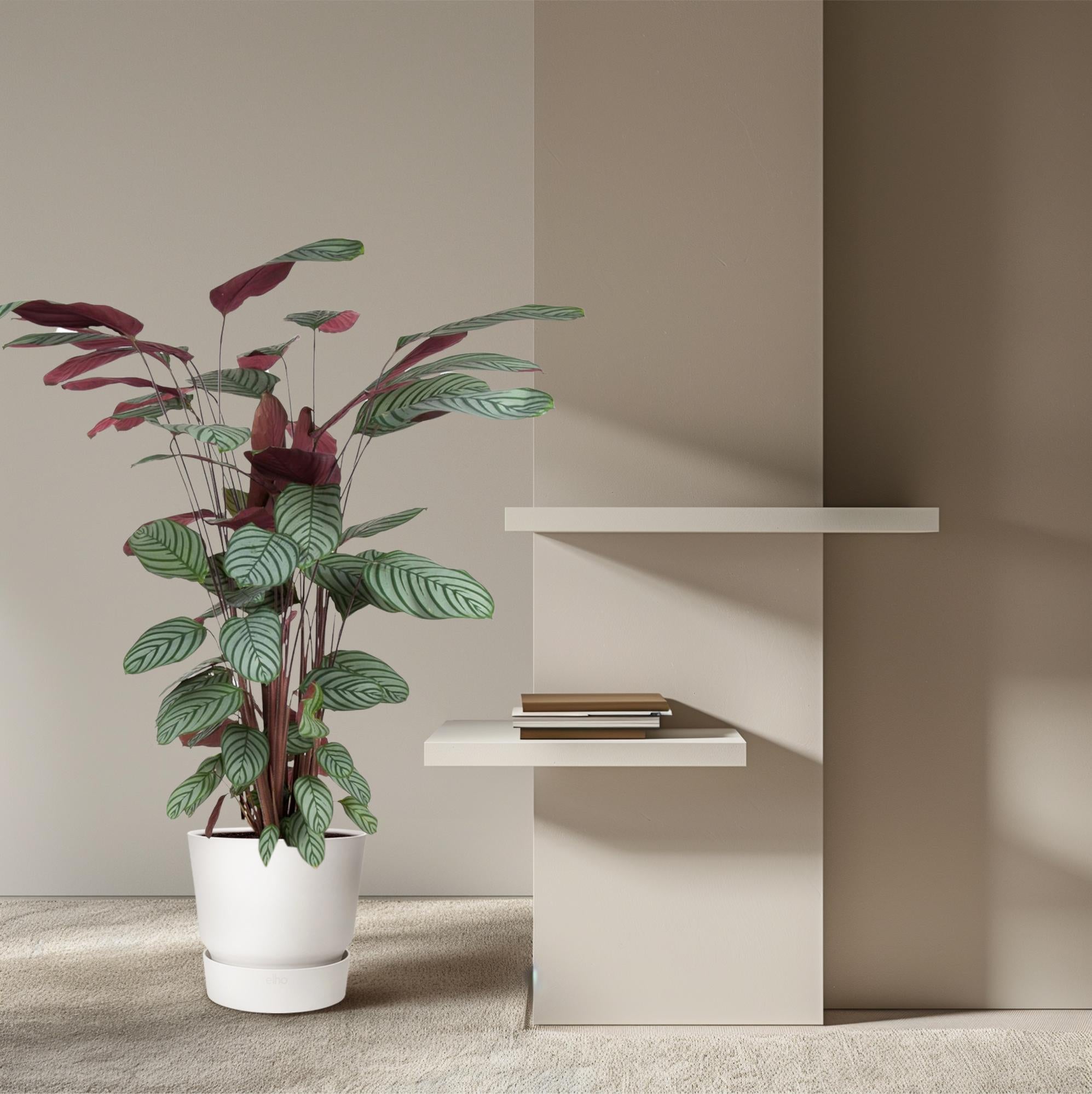 Pauwplant (Calathea oppenheimiana) 130 cm hoog, pot ø27 cm