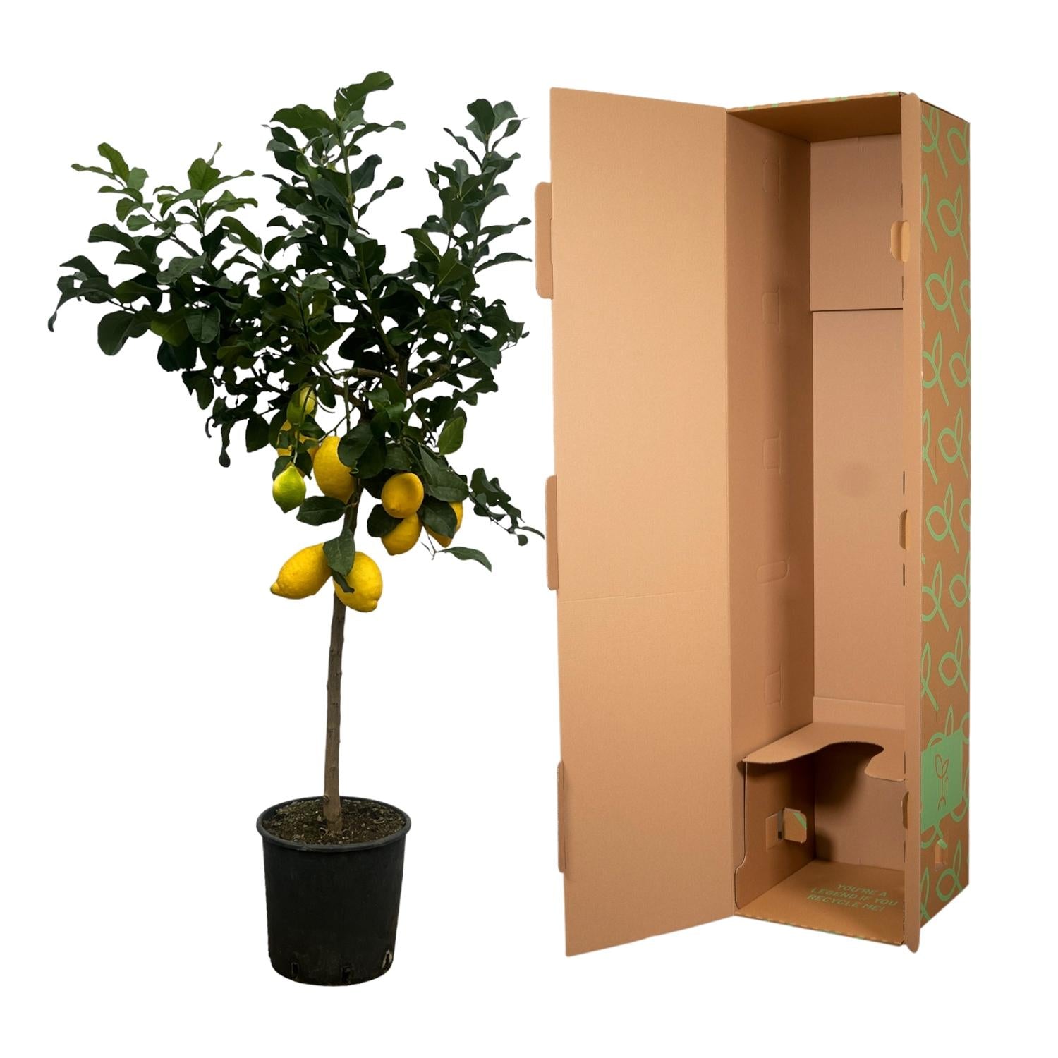 Citrus Lemon (Citroenboom) - 150 cm - Ø24cm - XXLplant