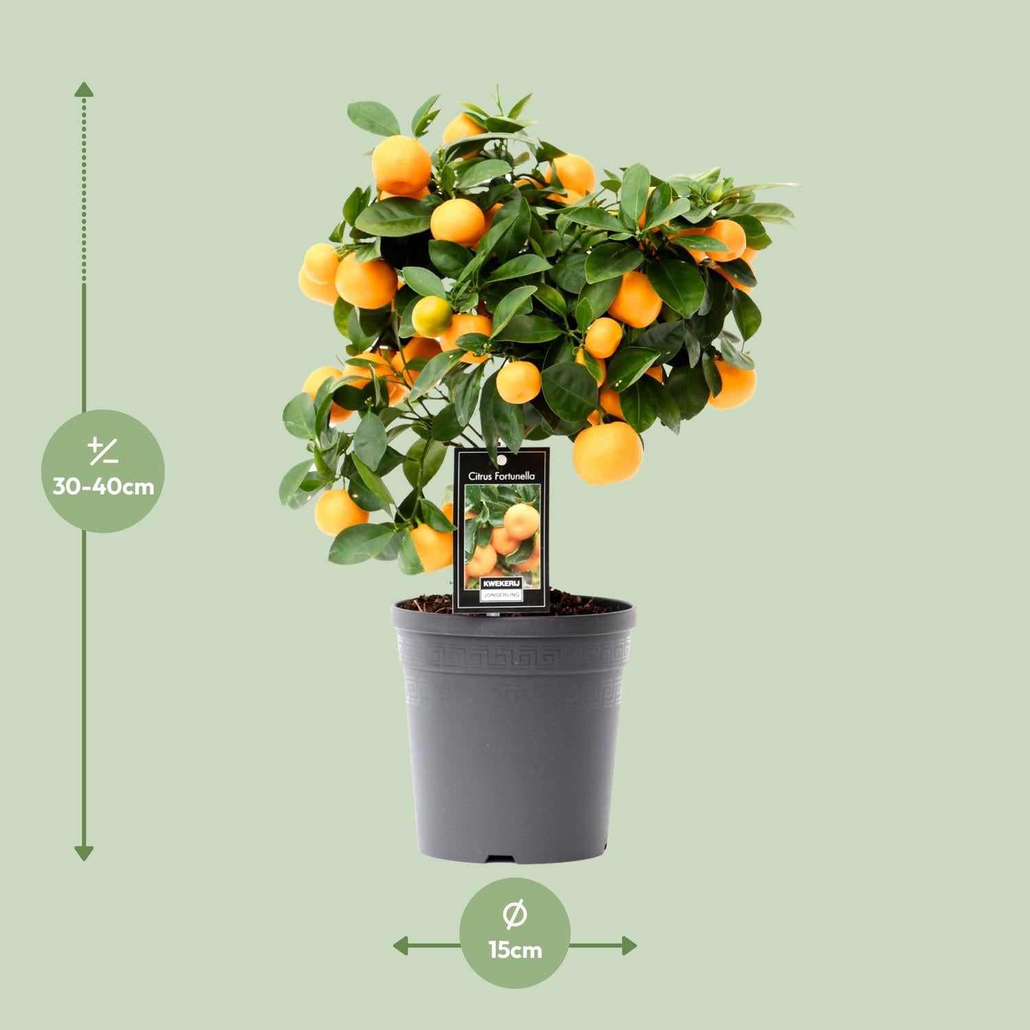 Calamondinboom (Citrus mitis) 40 cm hoog, pot ø15 cm