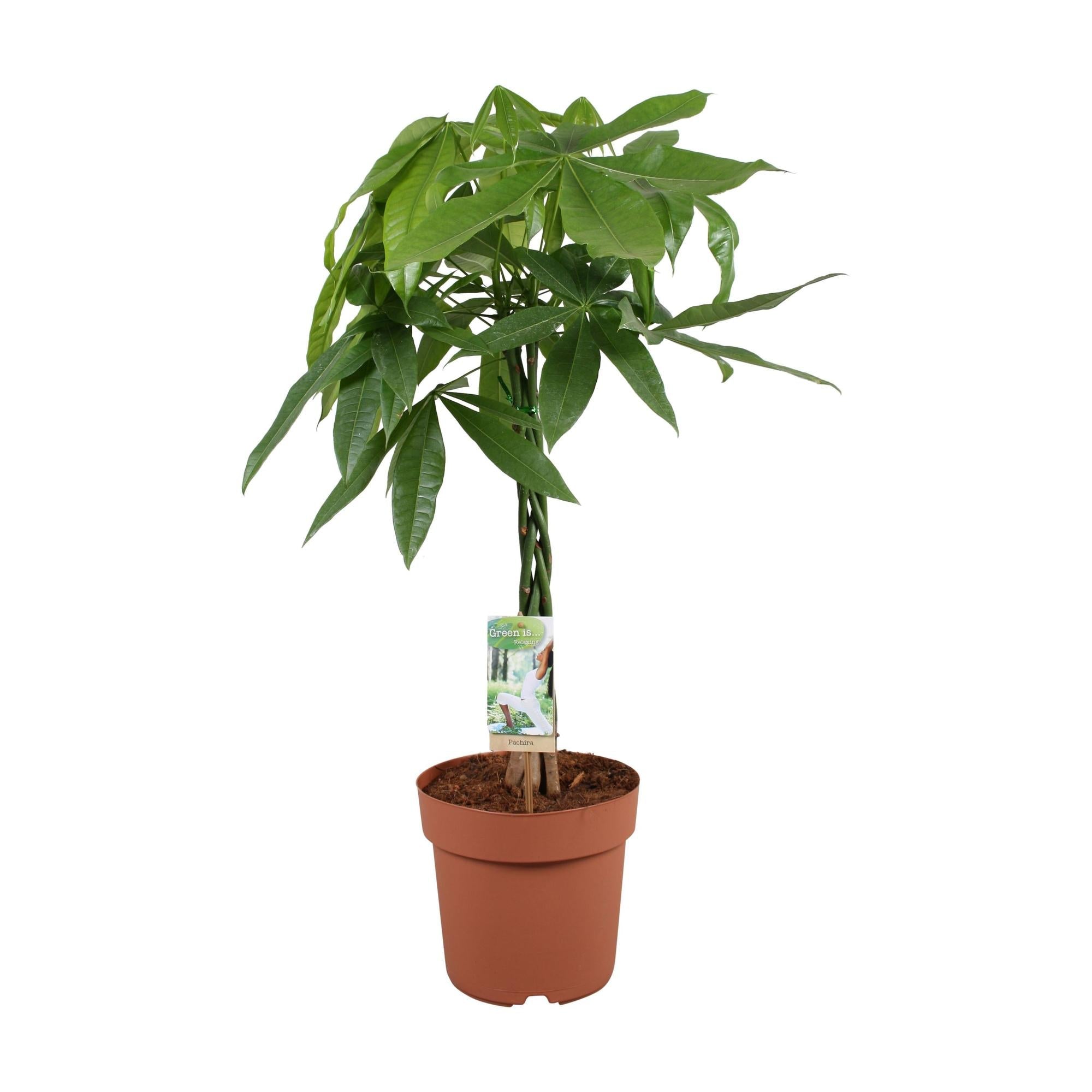 Pachira Aquatica - 70 cm