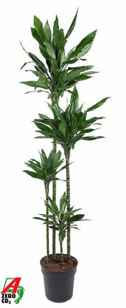 Drageblodstræ Janet Lind XXL (Dracaena) 180 cm høj, potte ø27 cm