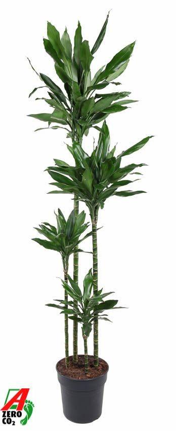 Drakenbloedboom Janet Lind XXL (Dracaena) 180 cm hoog, pot ø27 cm