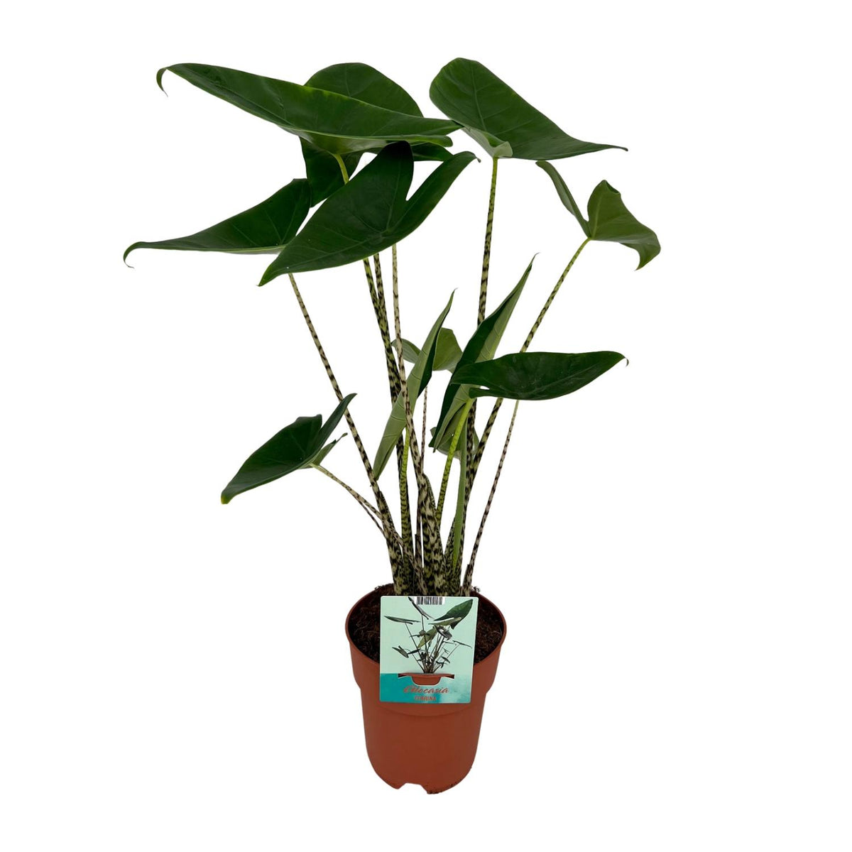 Olifantsoor (Alocasia zebrina)