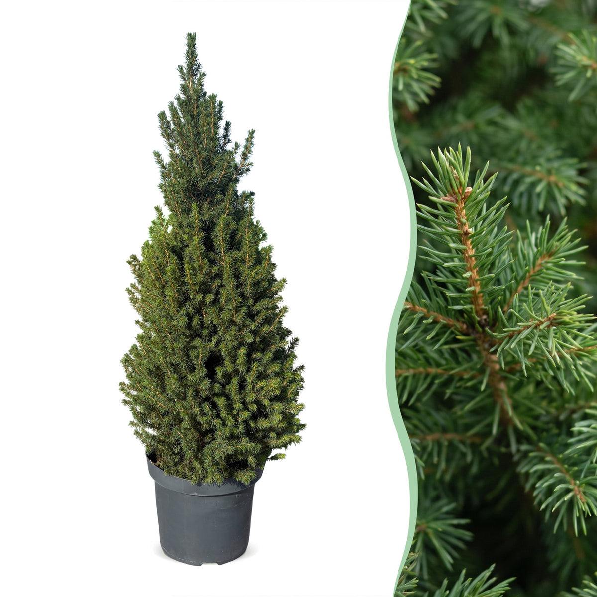 Kegelspar (Picea glauca 'Conica')