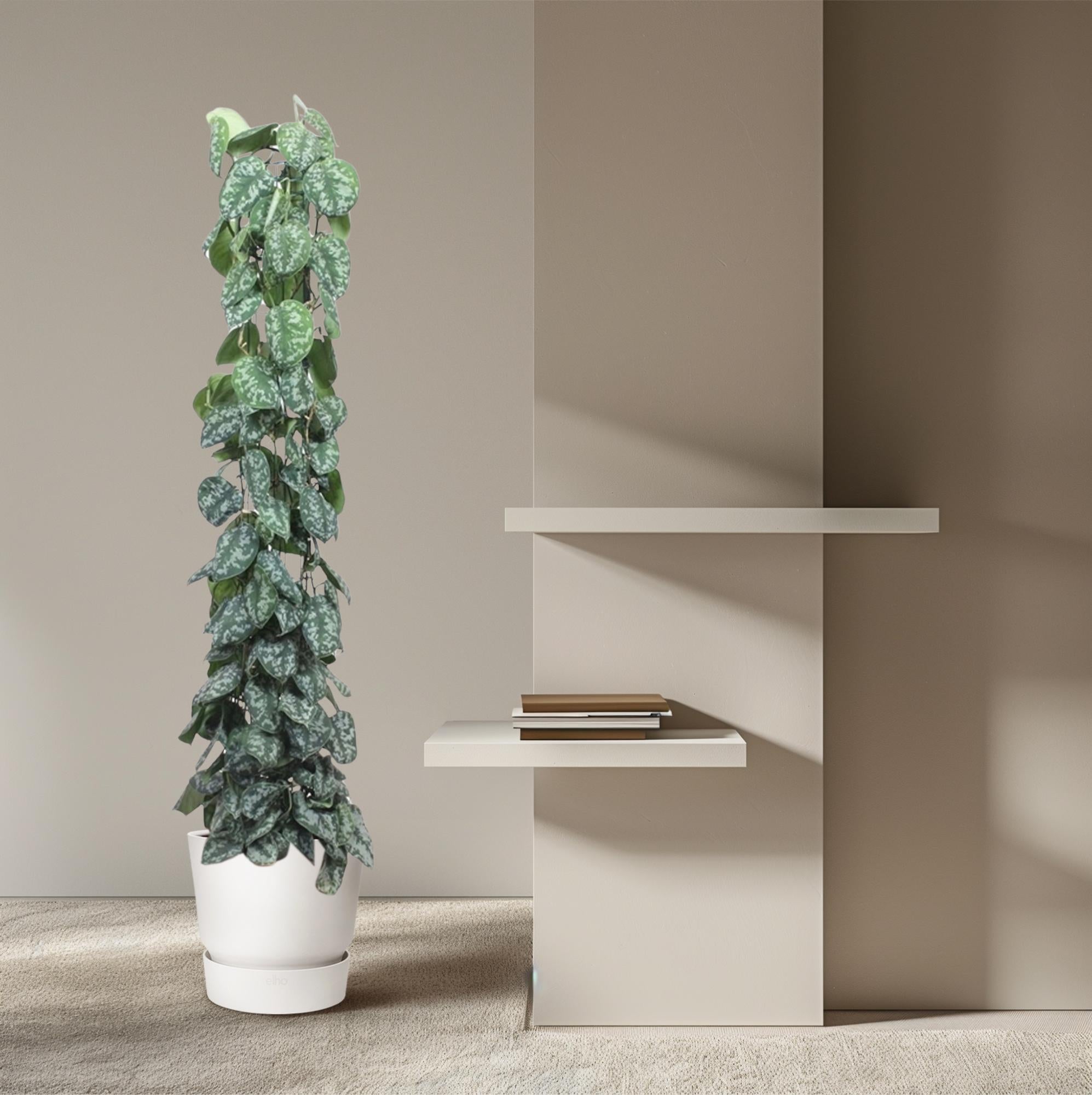 Scindapsus pictus Trebie aan gaasrek 160 cm hoog, pot ø27 cm
