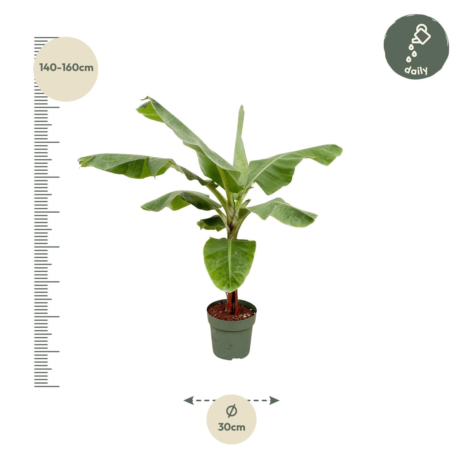 Bananenplant (Musa) - 180cm - Ø30