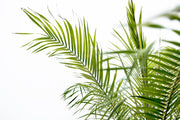 Phoenix Roebelenii