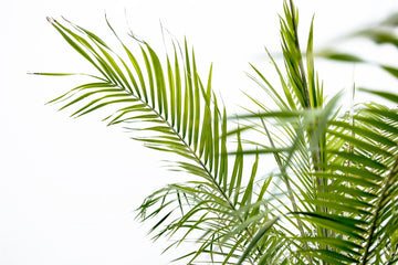 Phoenix Roebelenii