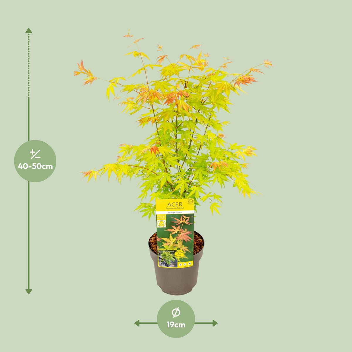 Érable du Japon 'Orange Dream' 50 cm de haut, pot ø19 cm