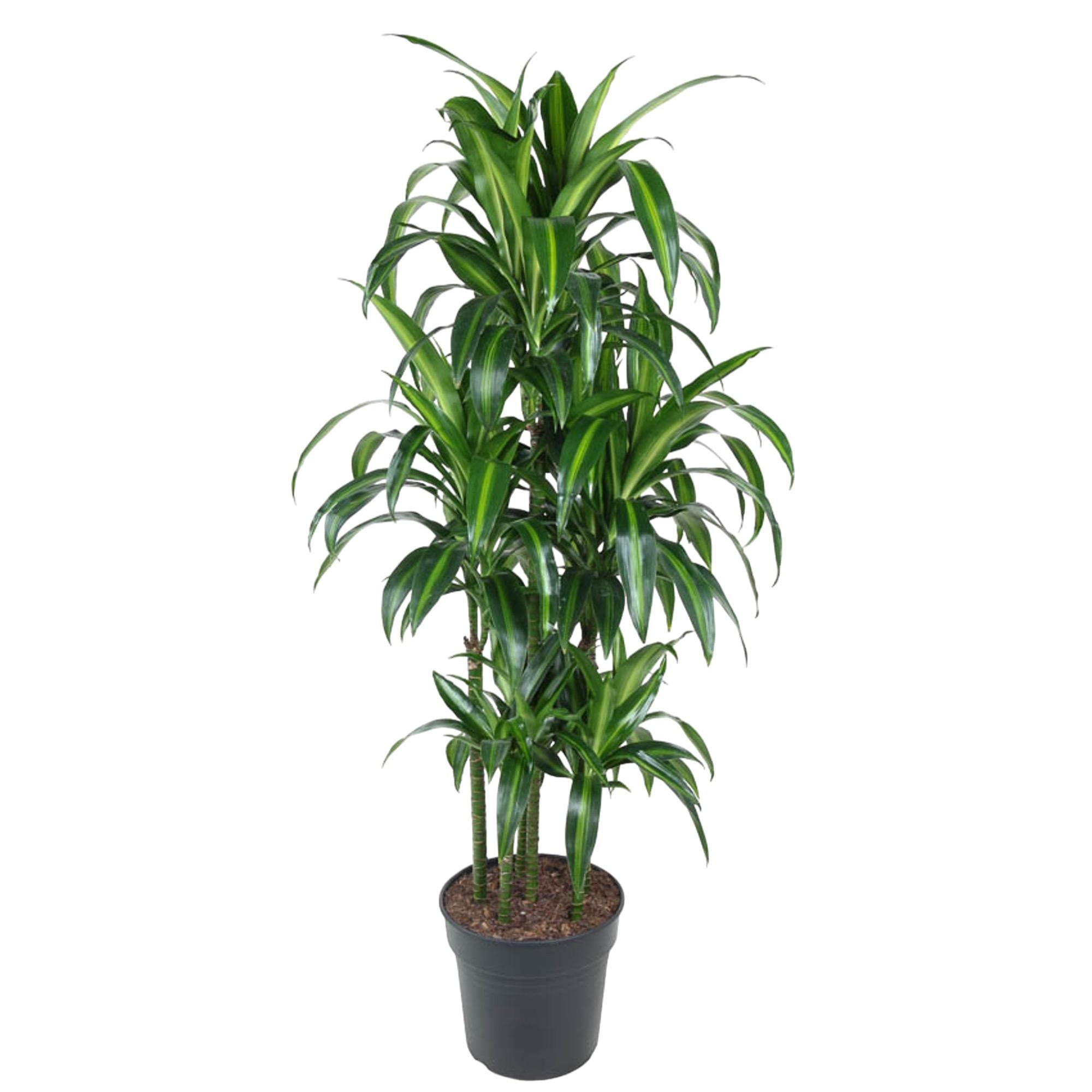 Drakenbloedboom Hawaiiana Carrousel (Dracaena) 150 cm hoog, pot ø31 cm
