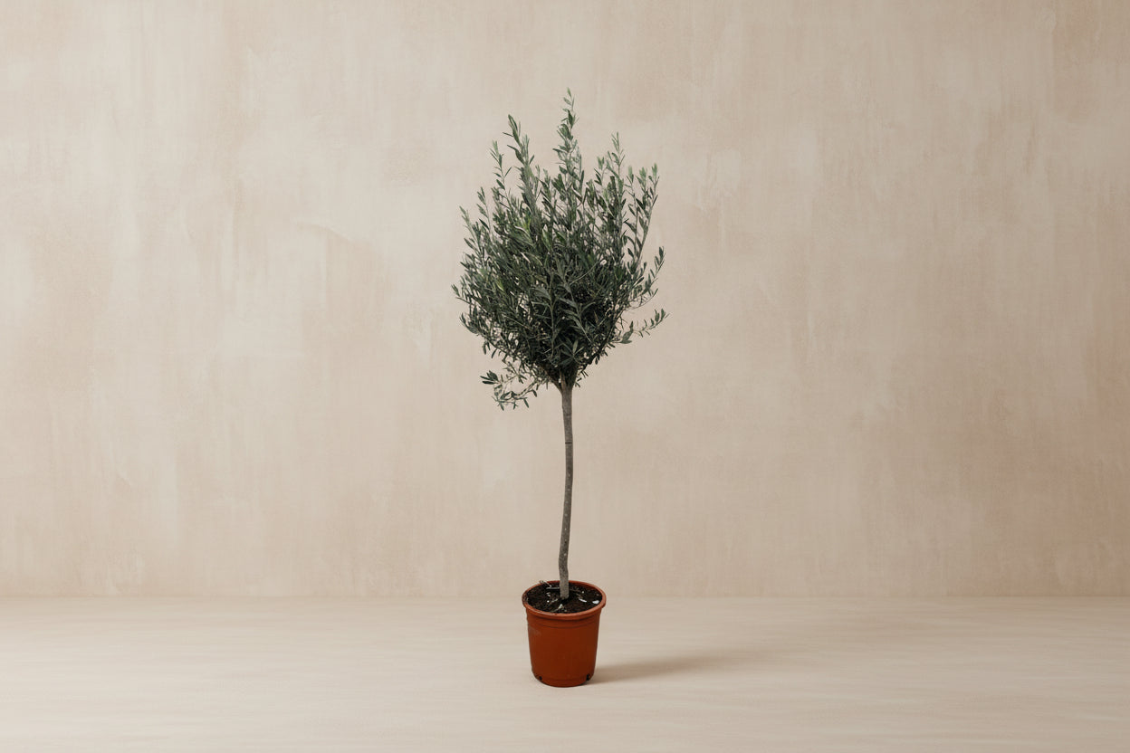 Olea Europaea op stam - 160cm- Ø24
