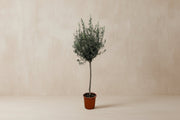 Olea europaea (Olijfboom) op 160cm — XXLplant