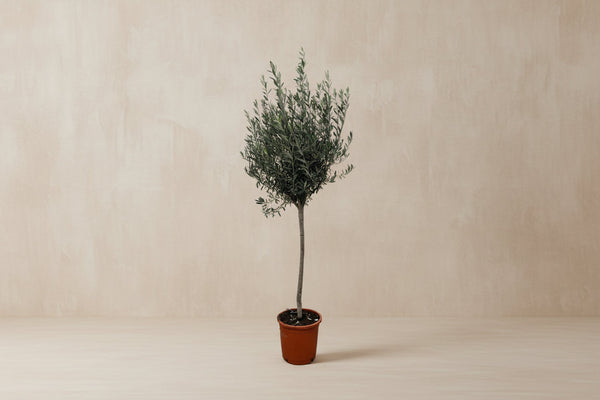 Olea europaea (oliventræ) på stamme 160 cm høj, potte ø24 cm