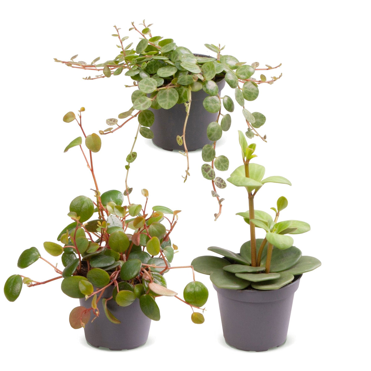 Miks Baby Peperomia
