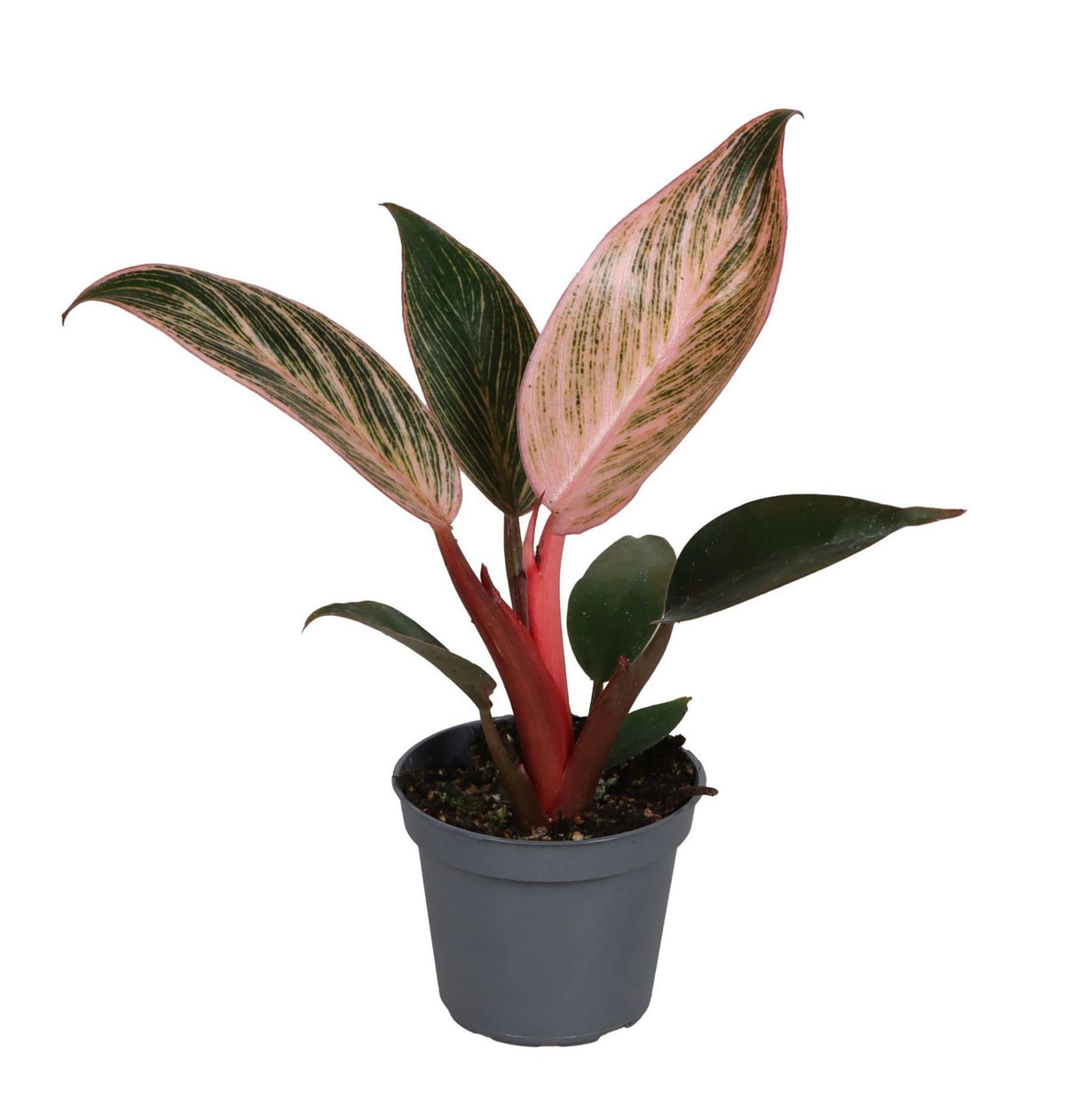 Philodendron 'Pink Bikini'