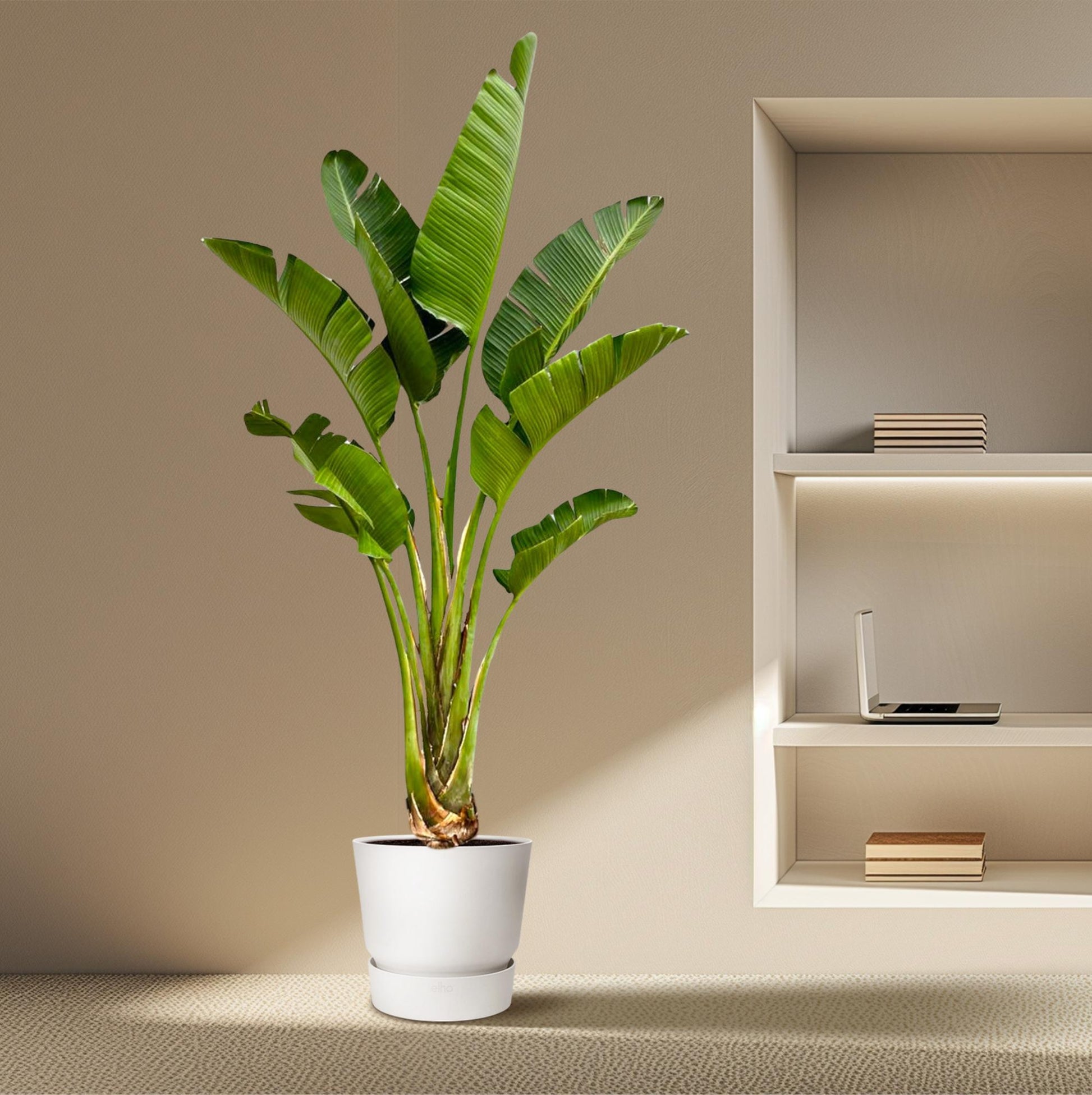 Strelitzia Augusta - 250cm - ⌀45 - XXLplant