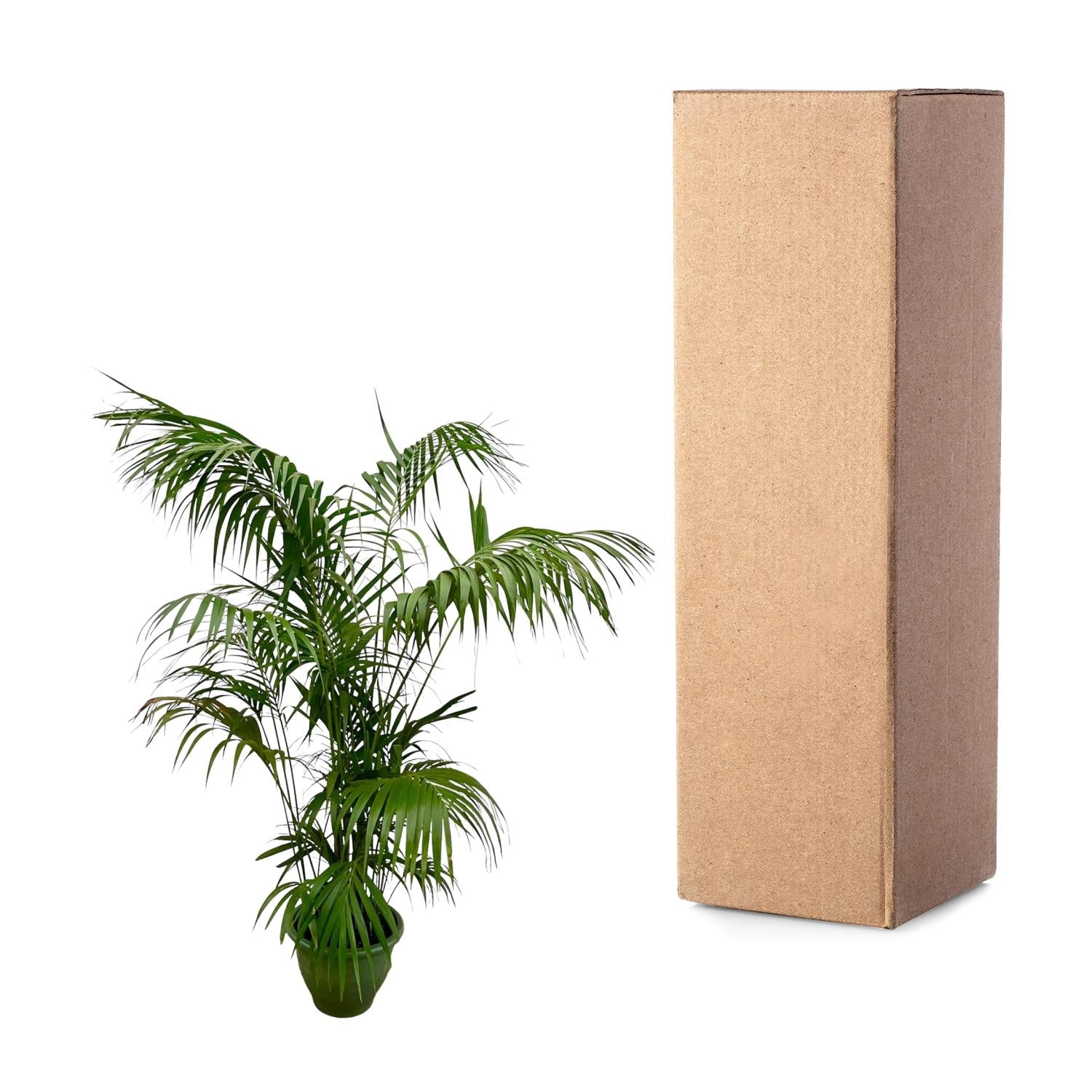 Kentia Palm XXL - 260cm - ø35 - XXLplant