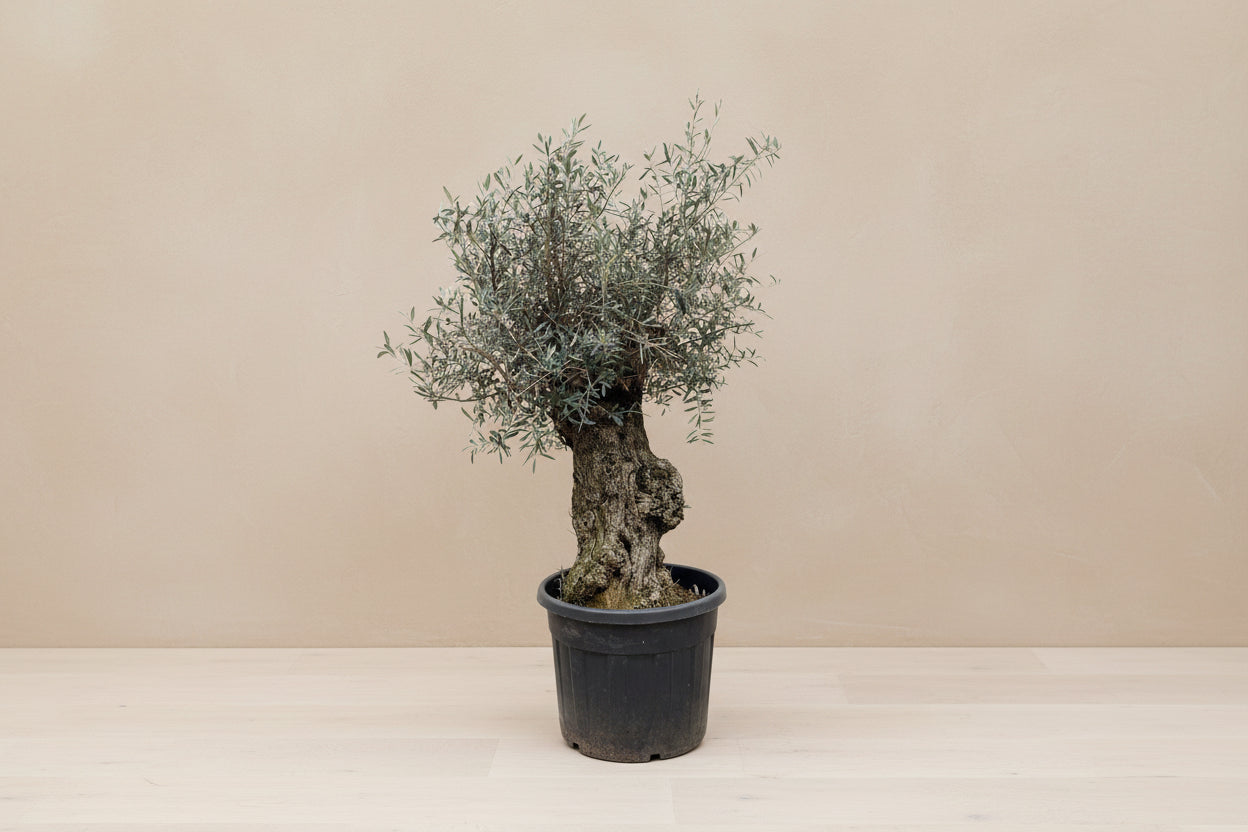 Olea Europaea Bonsai tree with twisty trunk and silver-green leaves in a black pot.