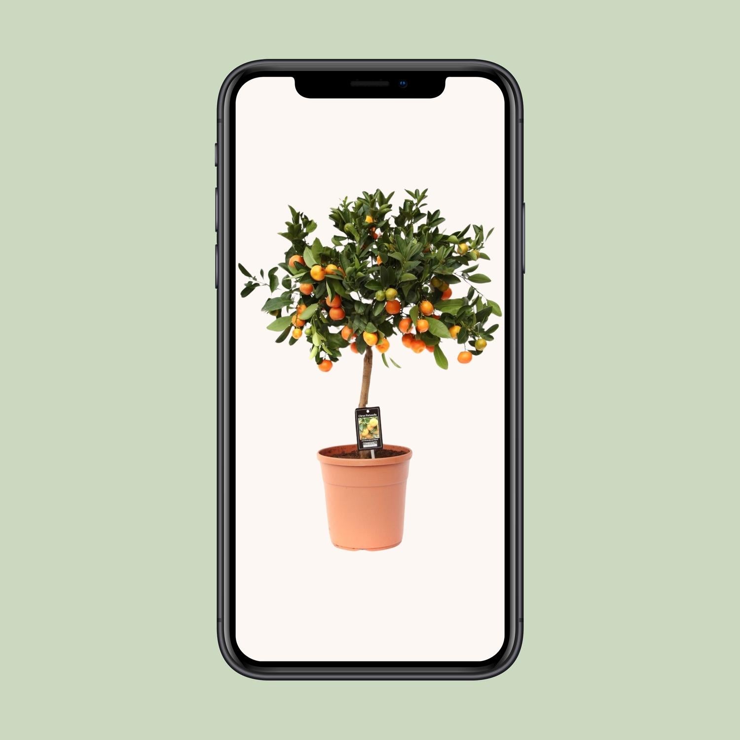 Calamondinboom (Citrus mitis) 80 cm hoog, pot ø22 cm