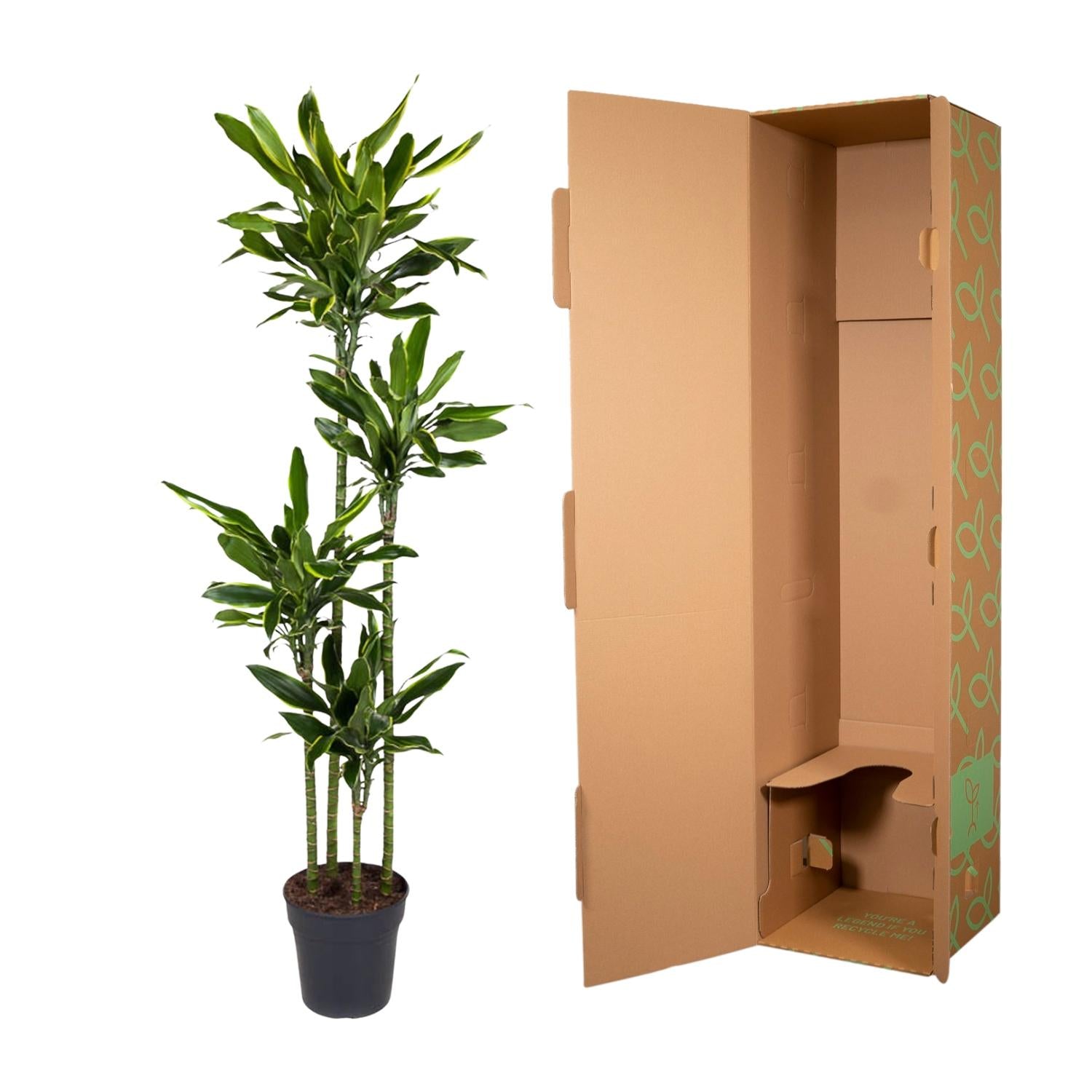 Dracaena Golden Coast (drakenbloedboom) 170 cm hoog, pot ø27 cm