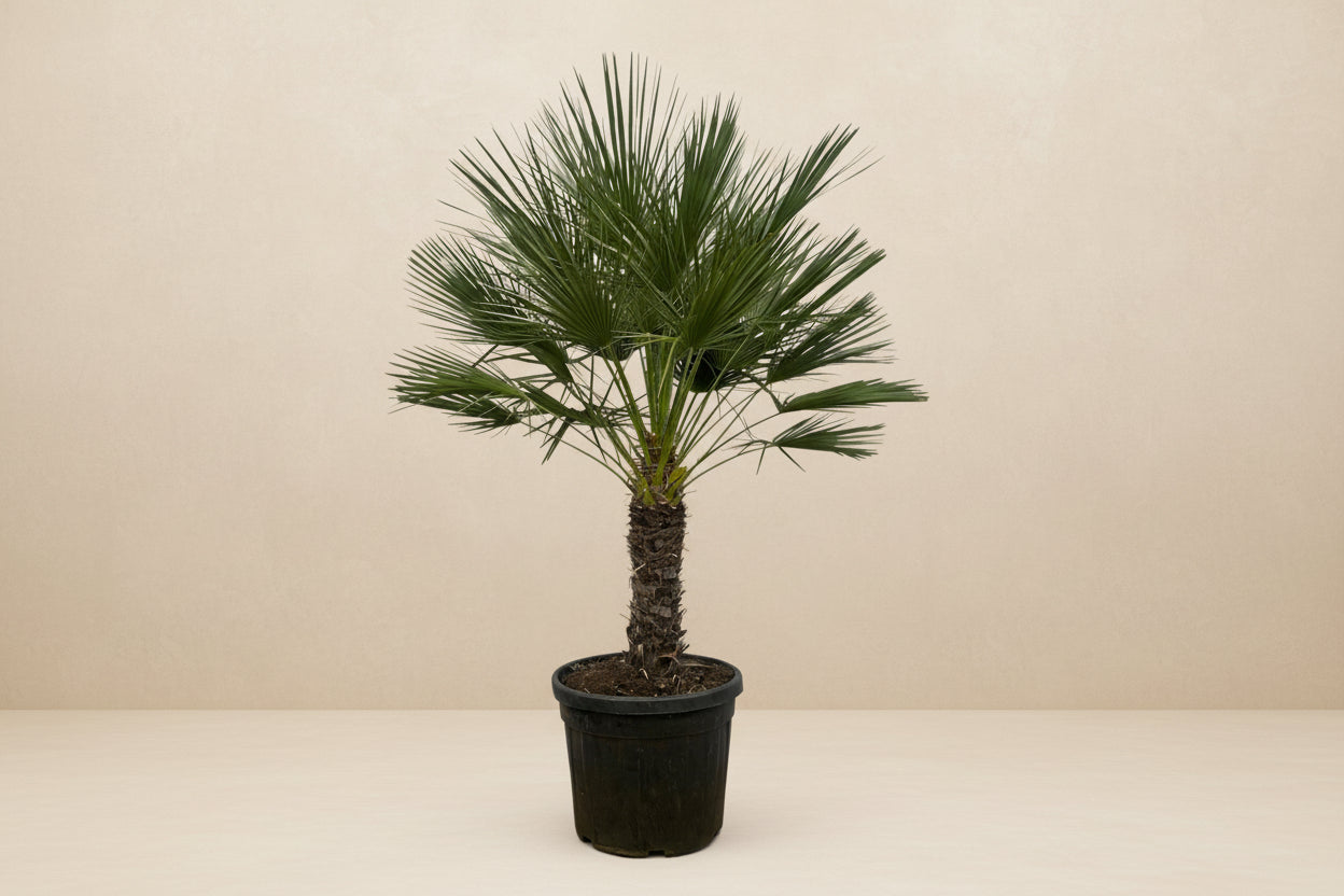 Chamaerops Humilis op stam - 150 cm - Ø45cm - XXLplant