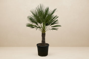 Chamaerops Humilis