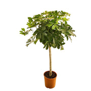 Schefflera op stam 130cm - ø23