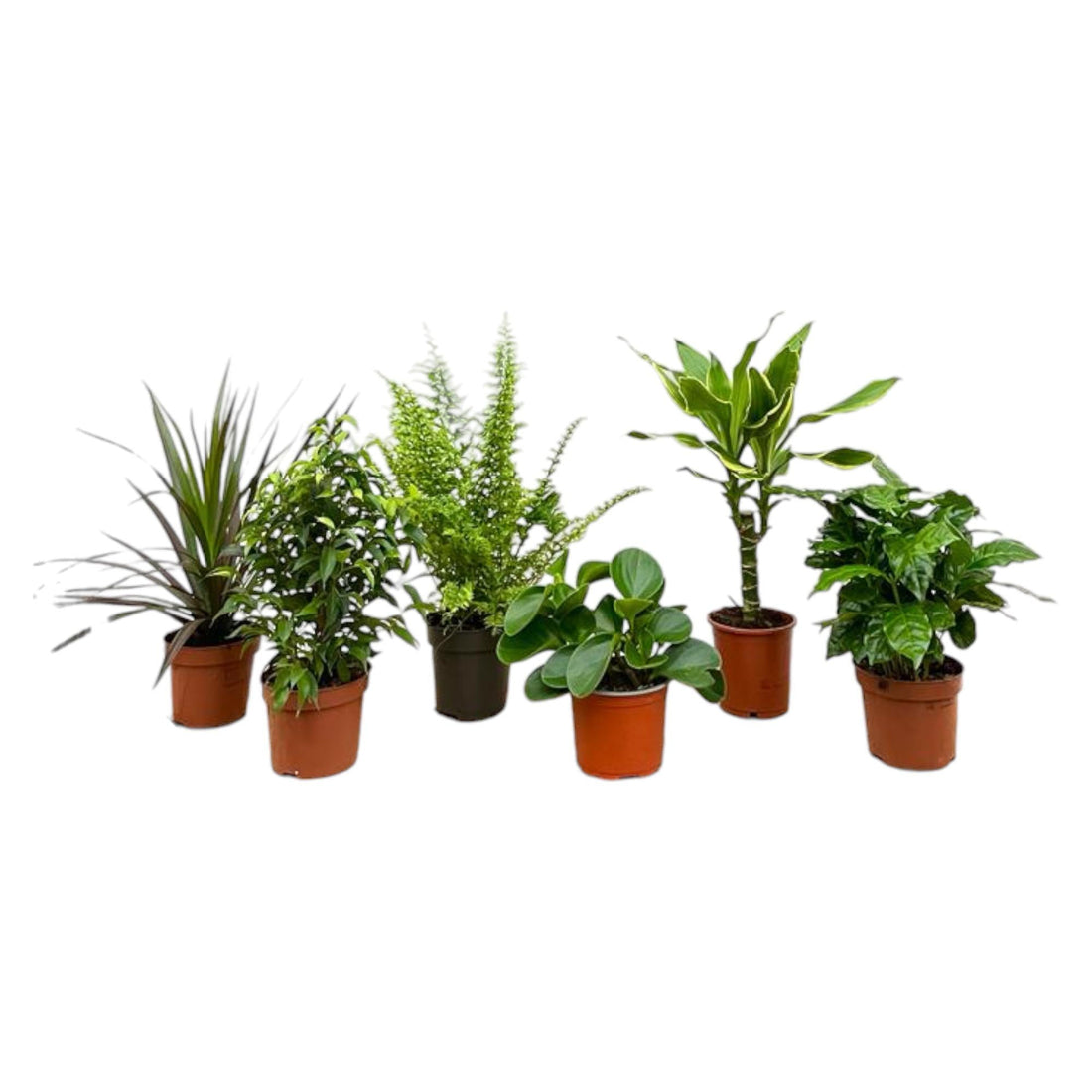 Surprise box with 6 indoor plants, 20-40 cm tall, variety of foliage colors and textures.