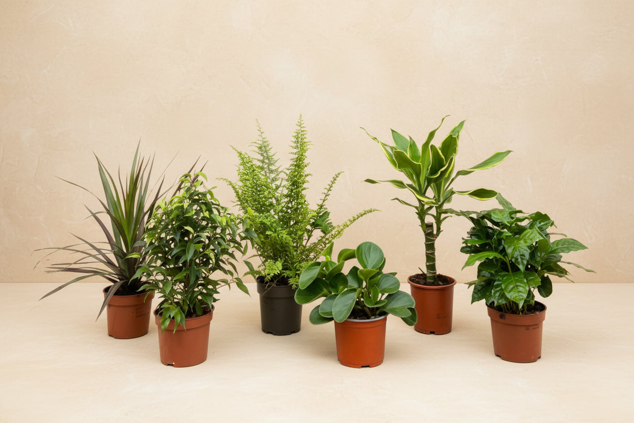 Surprise box with 6 indoor plants, 20-40 cm tall, variety of foliage colors and textures.