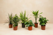Verrassingsbox 6 kamerplanten 20 (Plantenbox) op 40cm — XXLplant