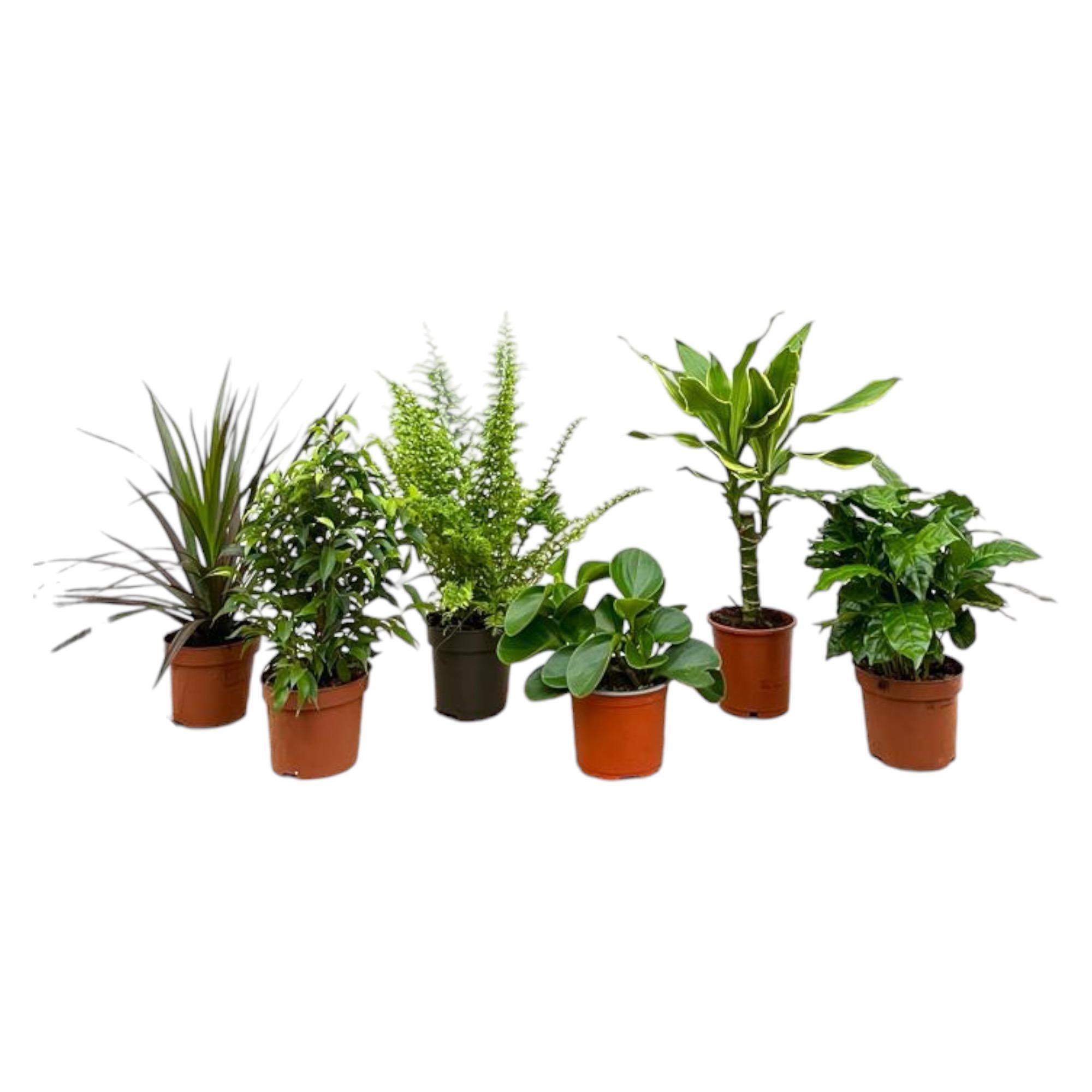 Surprise box with 6 indoor plants, 20-40 cm tall, variety of foliage colors and textures.