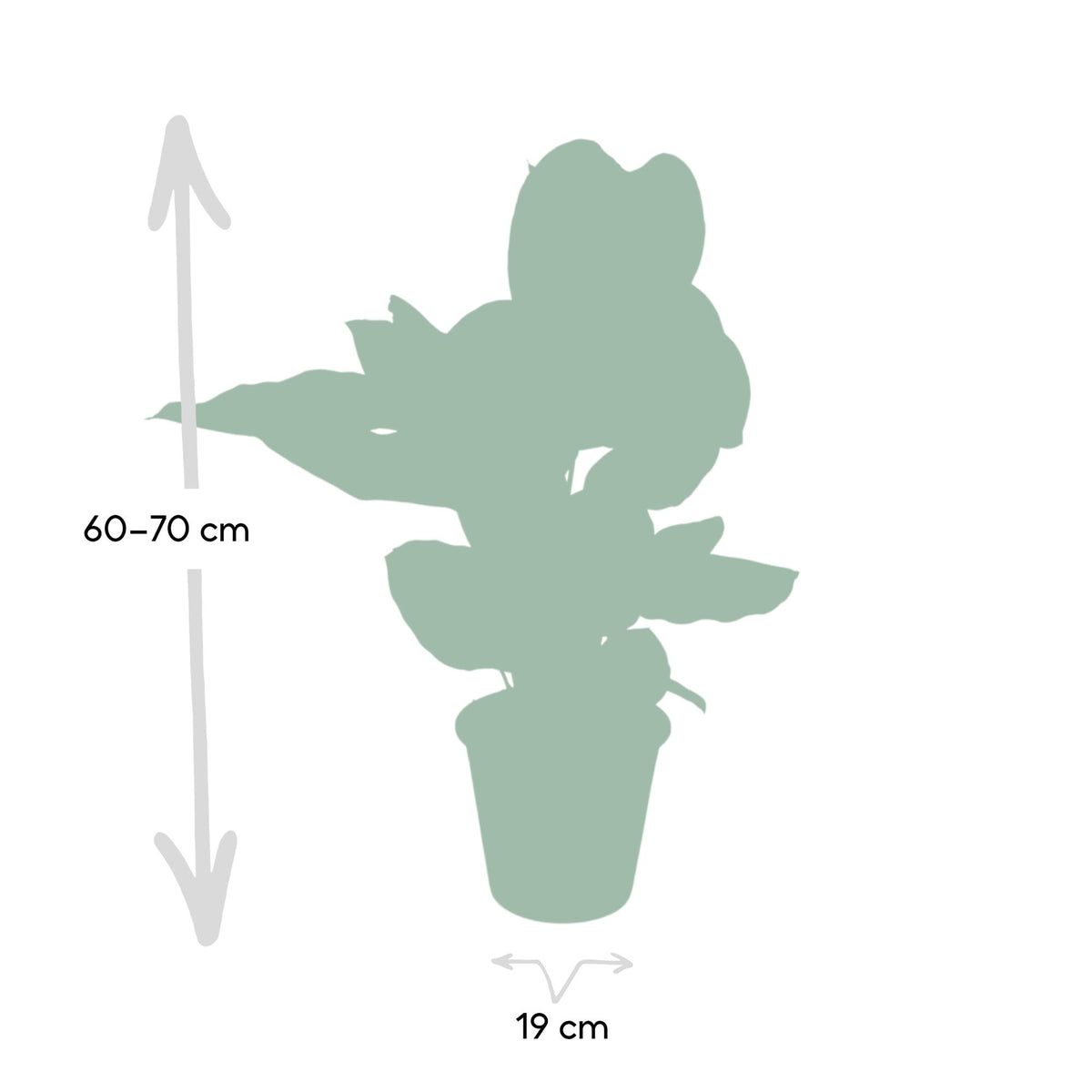 Kalatea 75 cm wysokości, doniczka ø19 cm