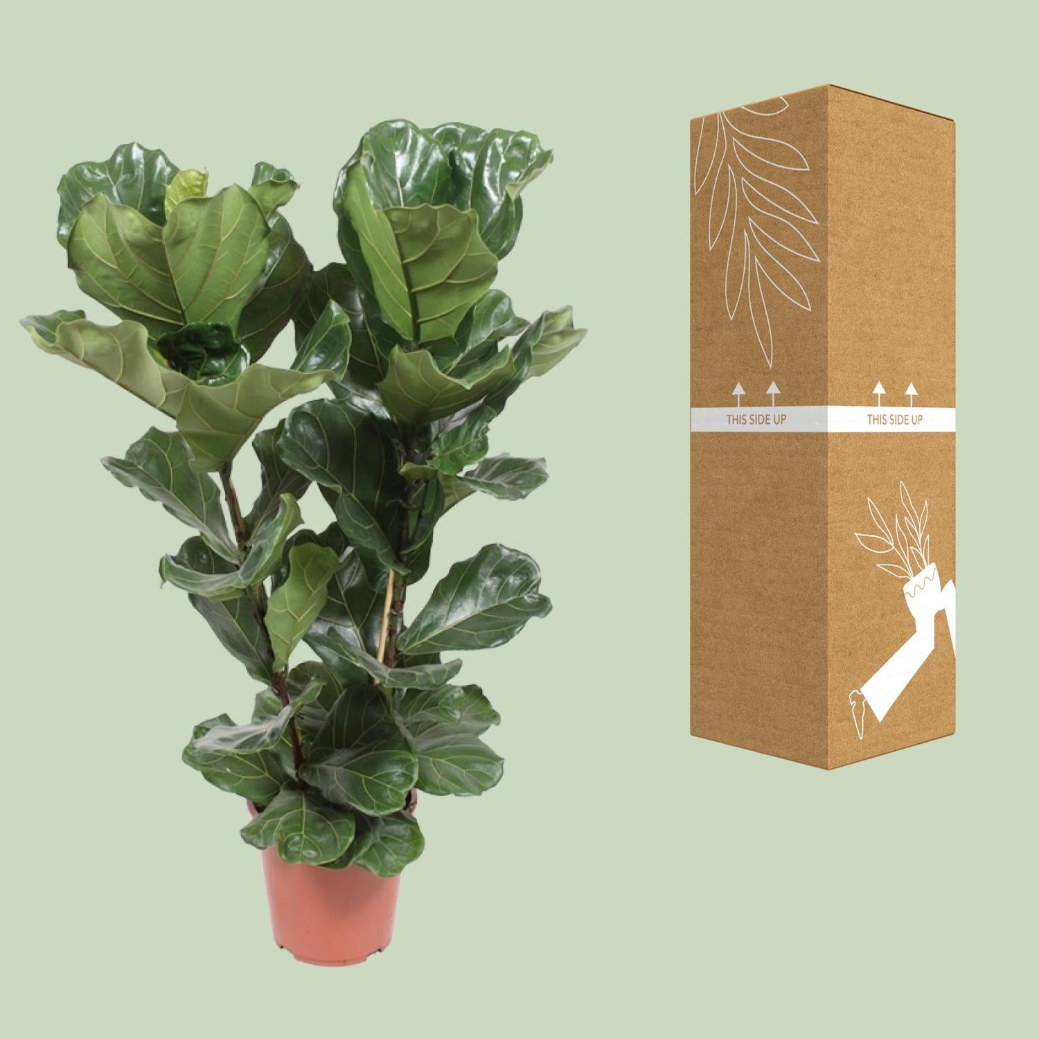 Vioolblad ficus (Ficus lyrata) 100 cm hoog, pot ø27 cm