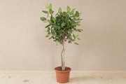 Ficus Benghalensis boom de luxe van 200cm hoogte