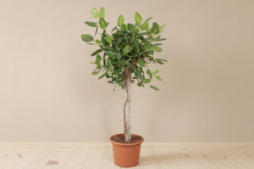 Ficus Benghalensis