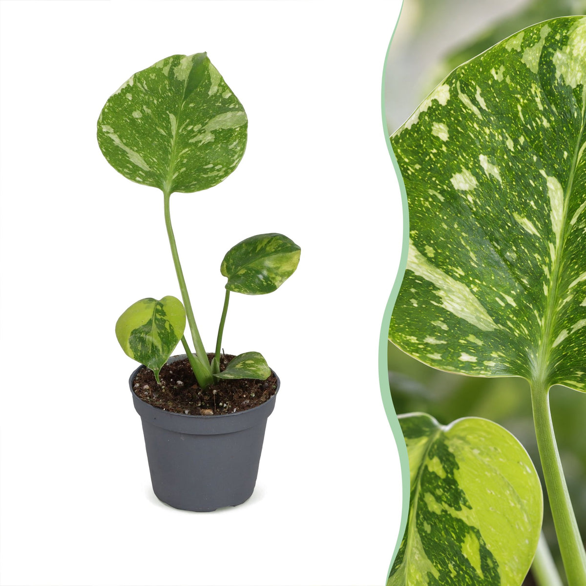 Fingerphilodendron 18 cm høj, potte ø6 cm