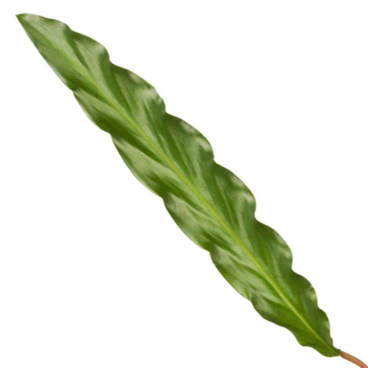 Calathea Elgergrass Ø 70cm - ø17