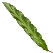 Calathea Elgergrass Ø 70cm - ø17