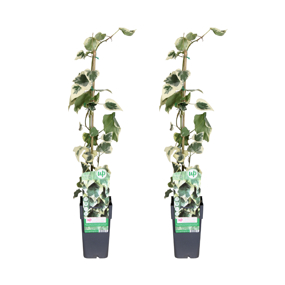 Hedera colchica Dentata Variegata 65 cm hoog, pot ø15 cm, set van 2