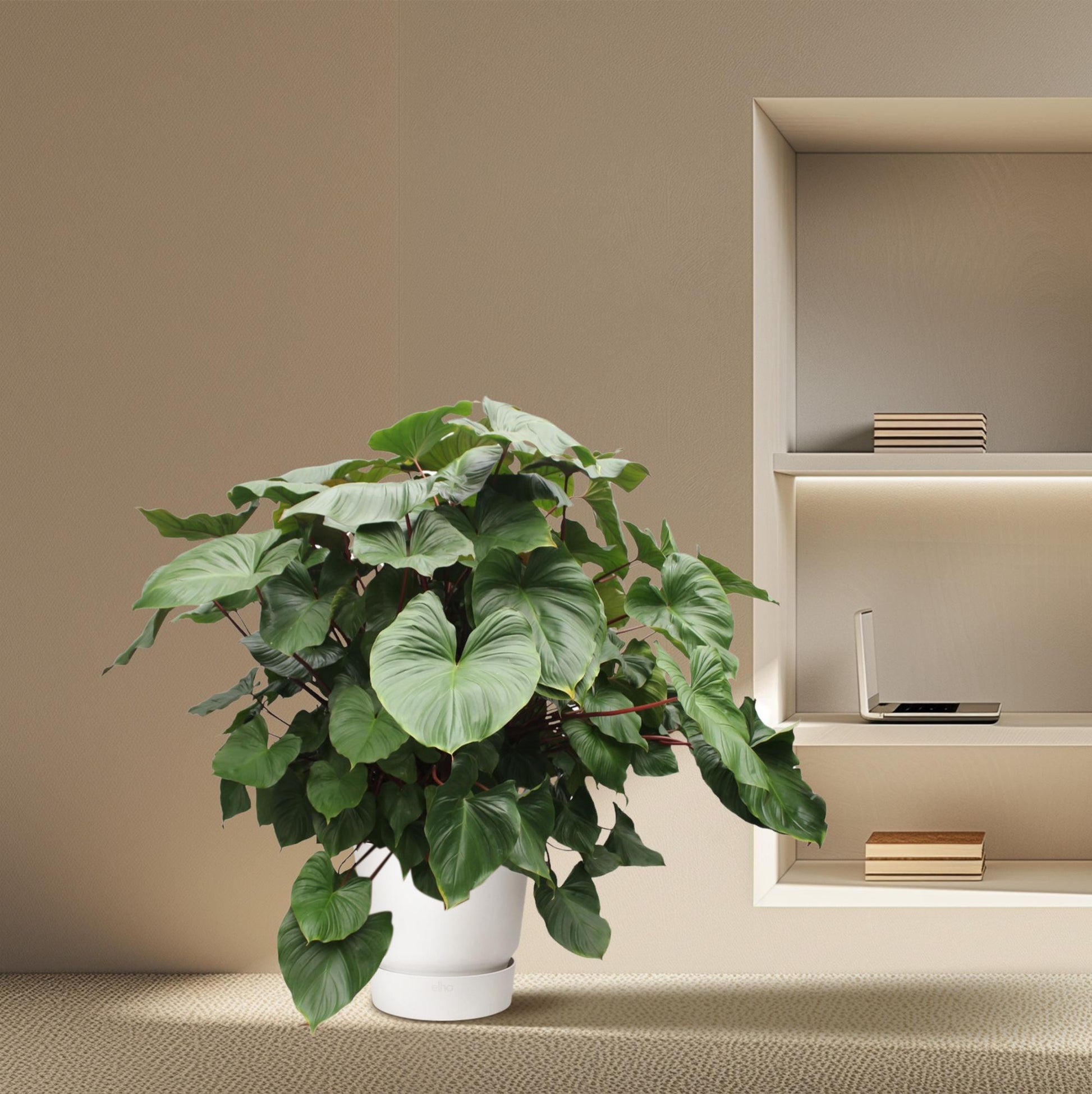 Homalomena Rubescens Maggy - 170 cm - ø60 - XXLplant