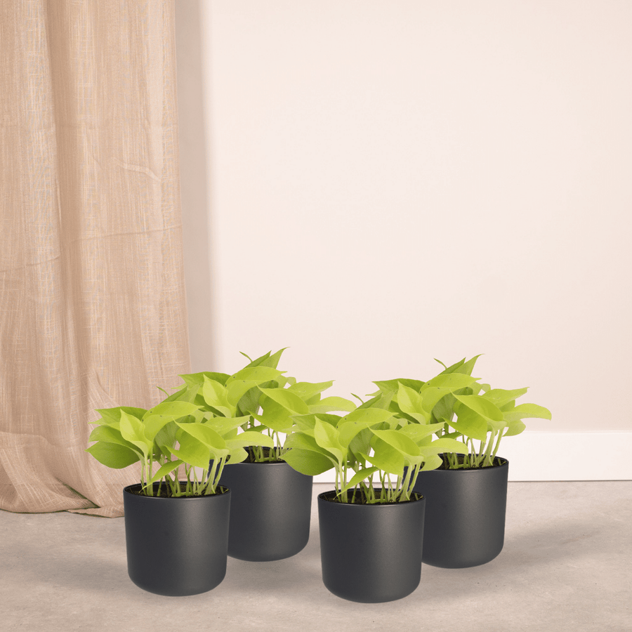 Epipremnum złociste (Epipremnum aureum) 15 cm wysokości, doniczka ø12 cm, 4 rośliny