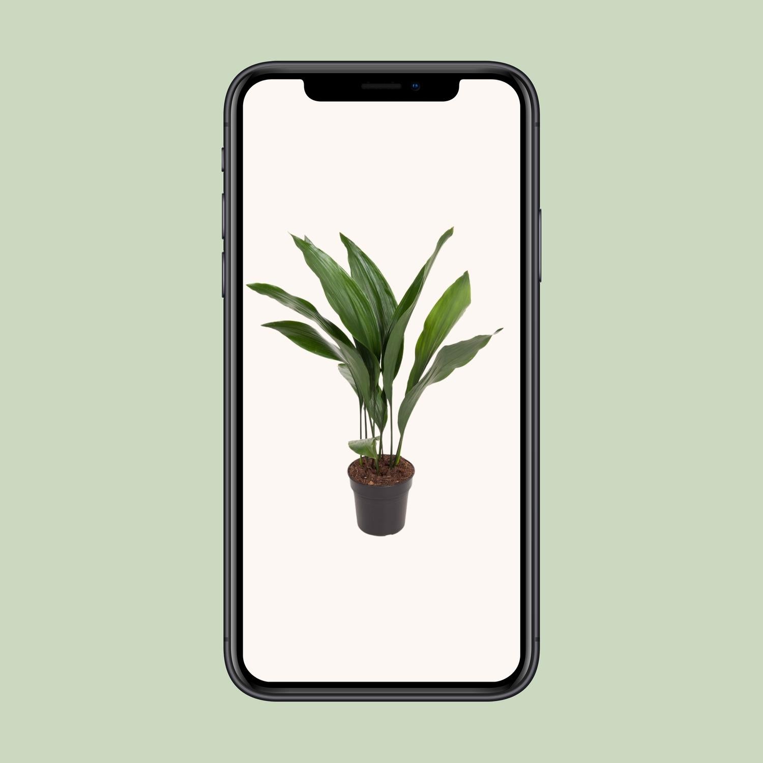 Aspidistra elatior (slagersplant) 70 cm hoog, pot ø17 cm