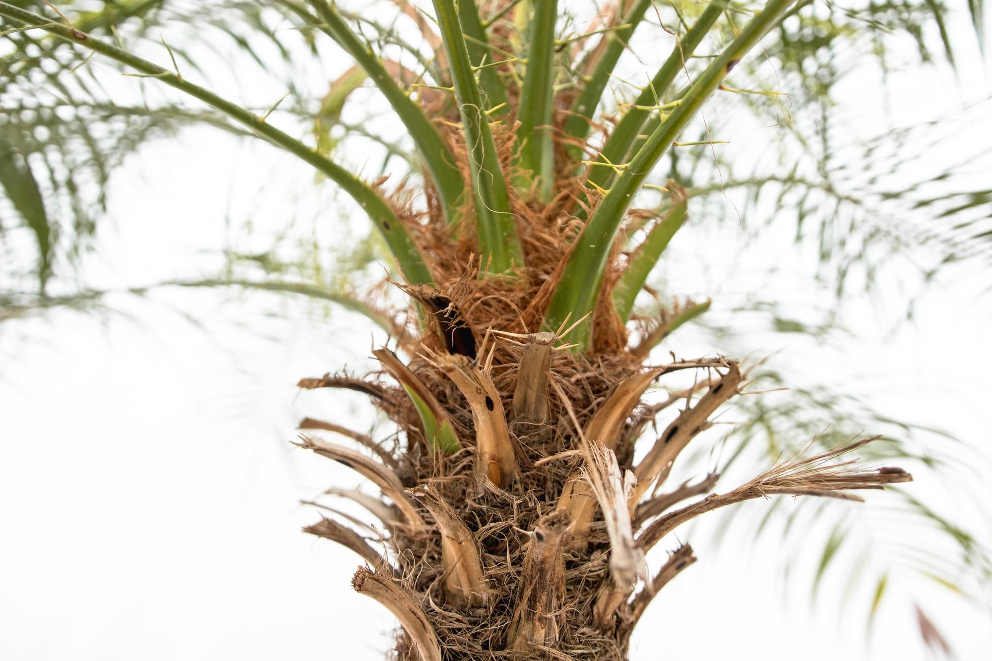 Phoenix Roebelenii op stam 190cm - ø30