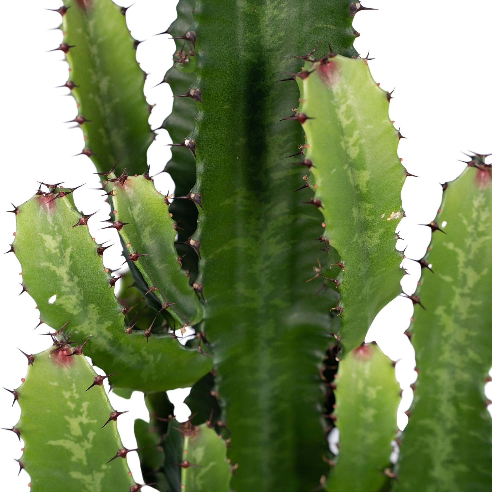 Euphorbia acrurensis 60 cm hoog, pot ø24 cm