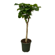 Ficus Umbellata stam Ø 180cm - ø45